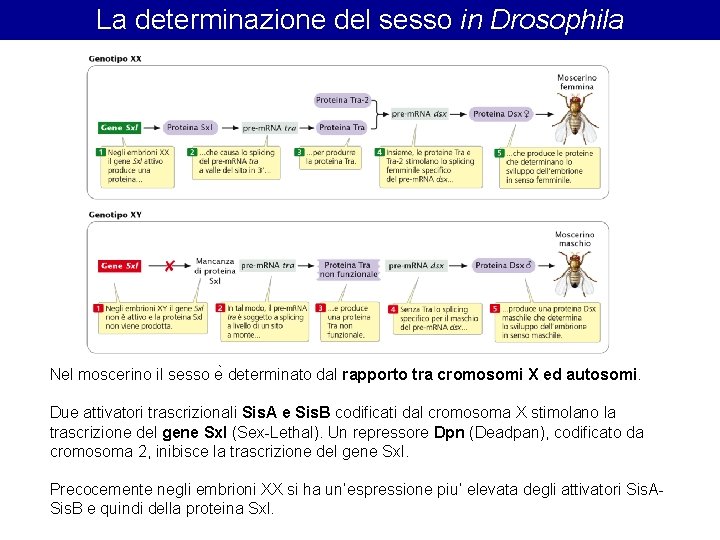 La determinazione del sesso in Drosophila Nel moscerino il sesso e determinato dal rapporto La determinazione del sesso in Drosophila Nel moscerino il sesso e determinato dal rapporto