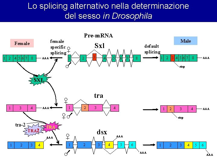 Lo splicing alternativo nella determinazione del sesso in Drosophila female specific splicing Female 1 Lo splicing alternativo nella determinazione del sesso in Drosophila female specific splicing Female 1
