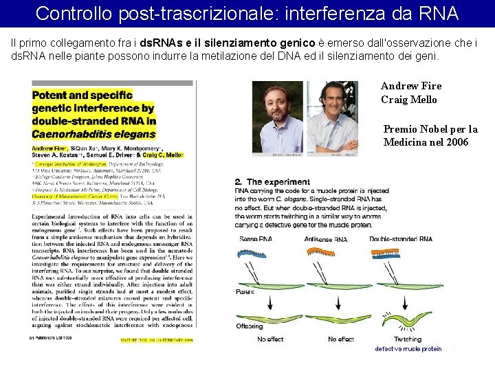 Controllo post-trascrizionale: interferenza da RNA Il primo collegamento fra i ds. RNAs e il Controllo post-trascrizionale: interferenza da RNA Il primo collegamento fra i ds. RNAs e il