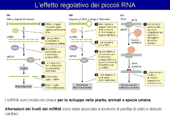 L’effetto regolativo dei piccoli RNA I mi. RNA sono molecole chiave per lo sviluppo L’effetto regolativo dei piccoli RNA I mi. RNA sono molecole chiave per lo sviluppo