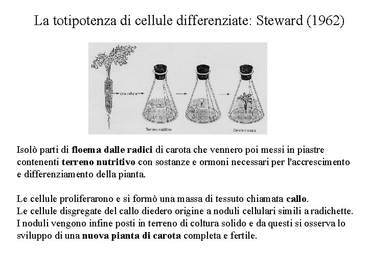 La totipotenza di cellule differenziate: Steward (1962) Isolò parti di floema dalle radici di La totipotenza di cellule differenziate: Steward (1962) Isolò parti di floema dalle radici di