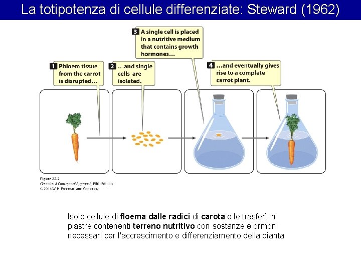 La totipotenza di cellule differenziate: Steward (1962) Isolò cellule di floema dalle radici di La totipotenza di cellule differenziate: Steward (1962) Isolò cellule di floema dalle radici di