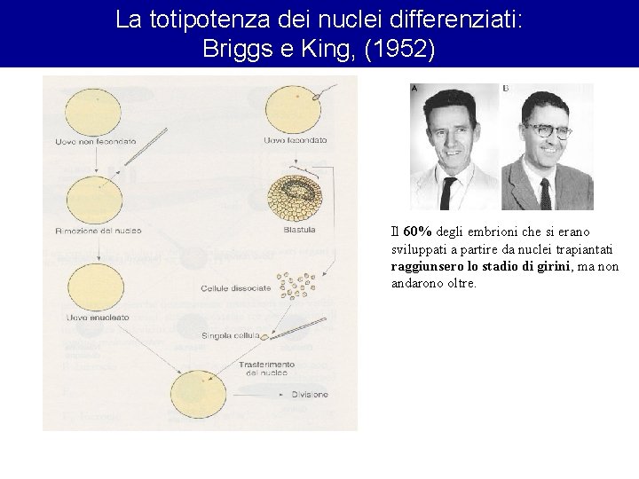La totipotenza dei nuclei differenziati: Briggs e King, (1952) Il 60% degli embrioni che La totipotenza dei nuclei differenziati: Briggs e King, (1952) Il 60% degli embrioni che
