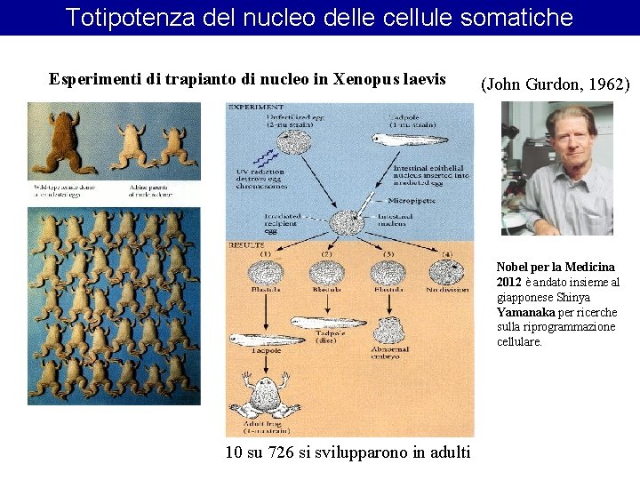 Totipotenza del nucleo delle cellule somatiche Esperimenti di trapianto di nucleo in Xenopus laevis Totipotenza del nucleo delle cellule somatiche Esperimenti di trapianto di nucleo in Xenopus laevis