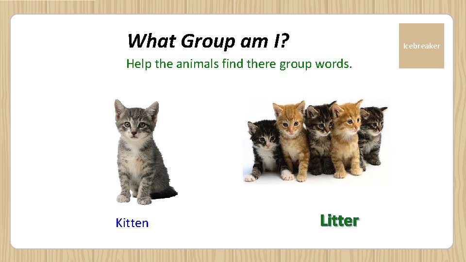 What Group am I? Icebreaker Help the animals find there group words. Kitten Litter