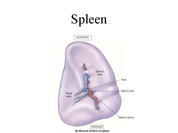 Spleen 