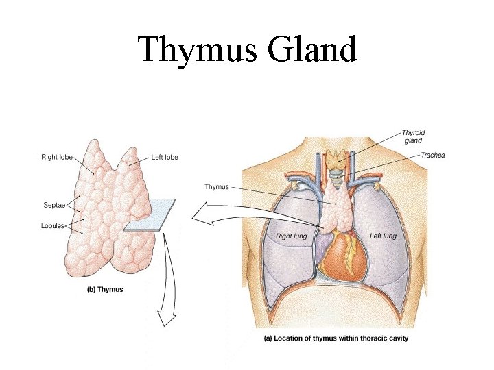 Thymus Gland 