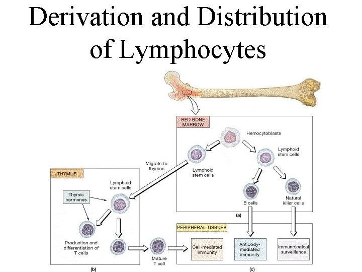 Derivation and Distribution of Lymphocytes 