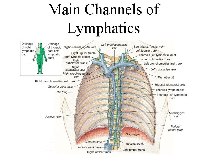 Main Channels of Lymphatics 