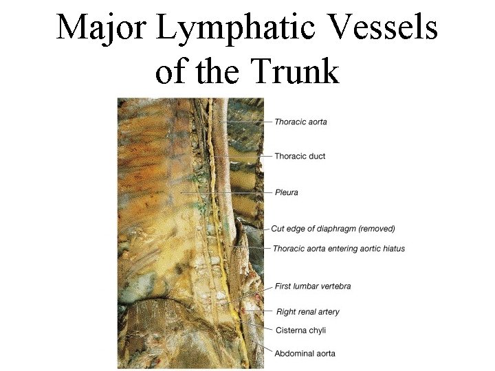 Major Lymphatic Vessels of the Trunk 