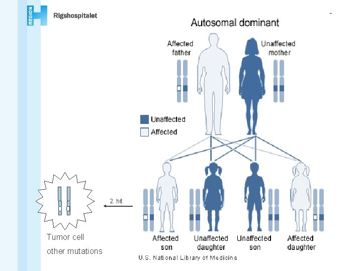 2. hit Tumor cell other mutations 