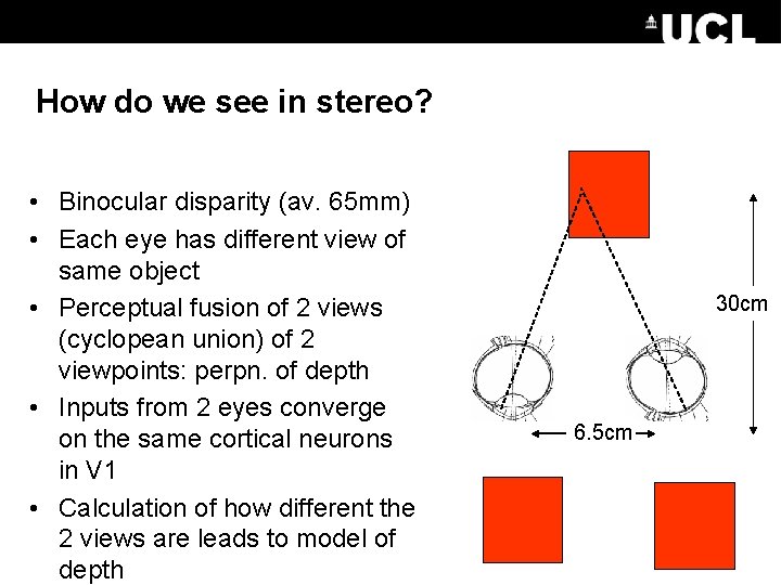 How do we see in stereo? • Binocular disparity (av. 65 mm) • Each