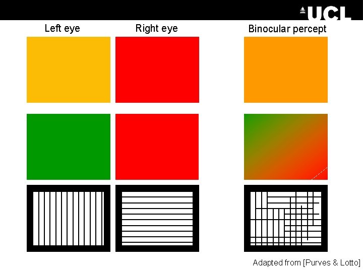 Left eye Right eye Binocular percept Adapted from [Purves & Lotto] 