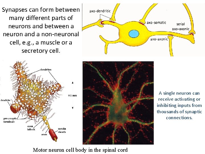 Synapses can form between many different parts of neurons and between a neuron and