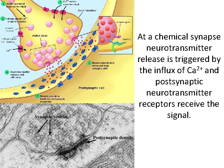 At a chemical synapse neurotransmitter release is triggered by the influx of Ca 2+