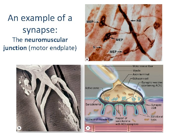 An example of a synapse: The neuromuscular junction (motor endplate) 