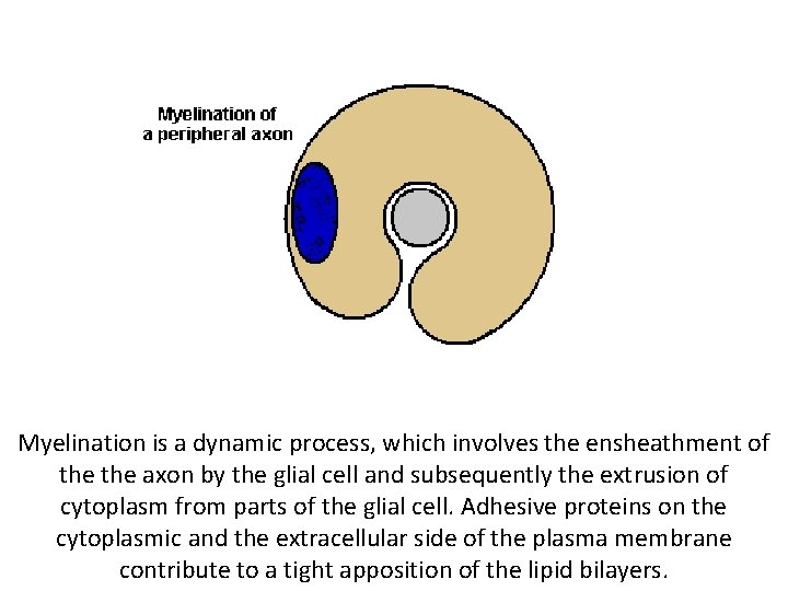 Myelination is a dynamic process, which involves the ensheathment of the axon by the