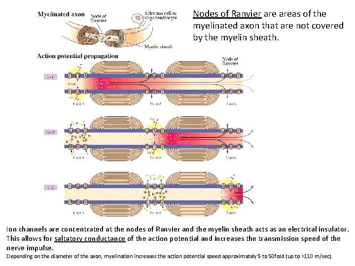 Nodes of Ranvier areas of the myelinated axon that are not covered by the