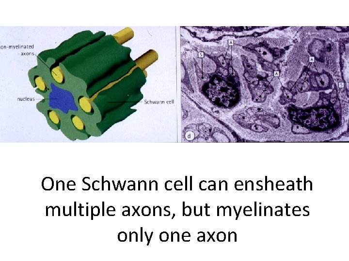 One Schwann cell can ensheath multiple axons, but myelinates only one axon 