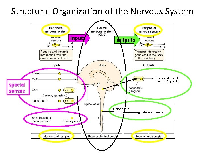 Structural Organization of the Nervous System inputs outputs Cardiac & smooth muscle & glands