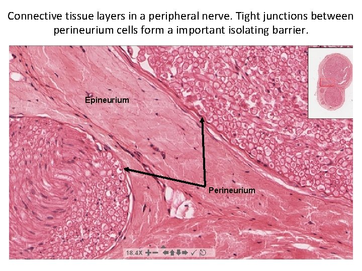 Connective tissue layers in a peripheral nerve. Tight junctions between perineurium cells form a