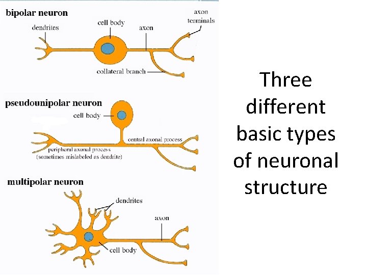 Three different basic types of neuronal structure 