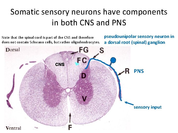 Somatic sensory neurons have components in both CNS and PNS Note that the spinal