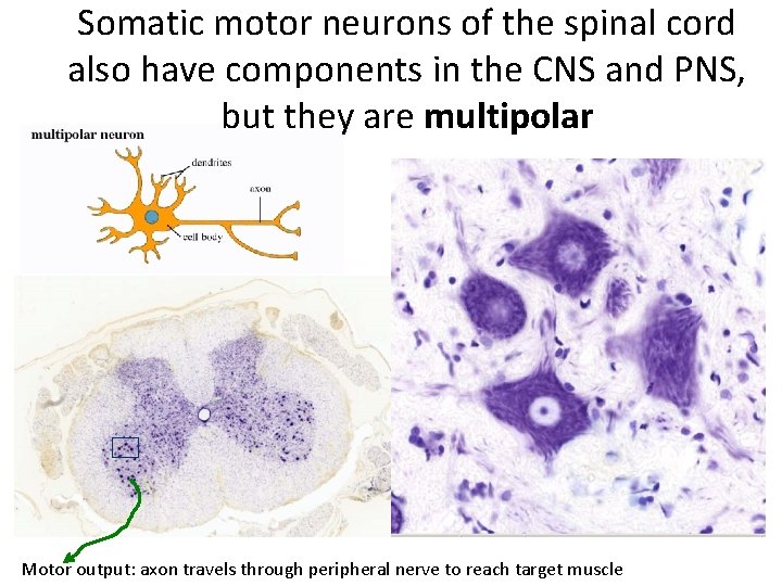 Somatic motor neurons of the spinal cord also have components in the CNS and