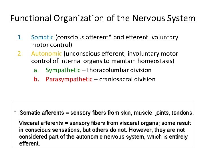 Functional Organization of the Nervous System 1. 2. Somatic (conscious afferent* and efferent, voluntary