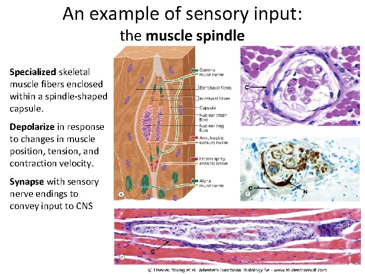 An example of sensory input: the muscle spindle Specialized skeletal muscle fibers enclosed within