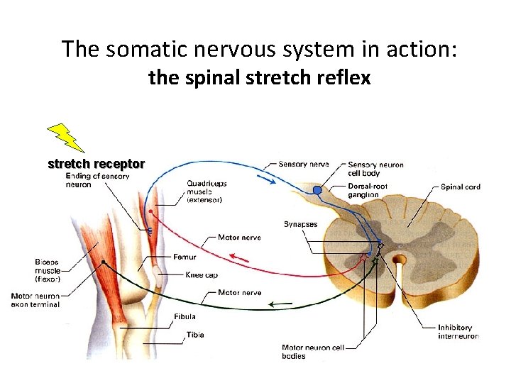 The somatic nervous system in action: the spinal stretch reflex stretch receptor 