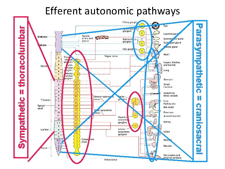 Parasympathetic = craniosacral Sympathetic = thoracolumbar Efferent autonomic pathways 