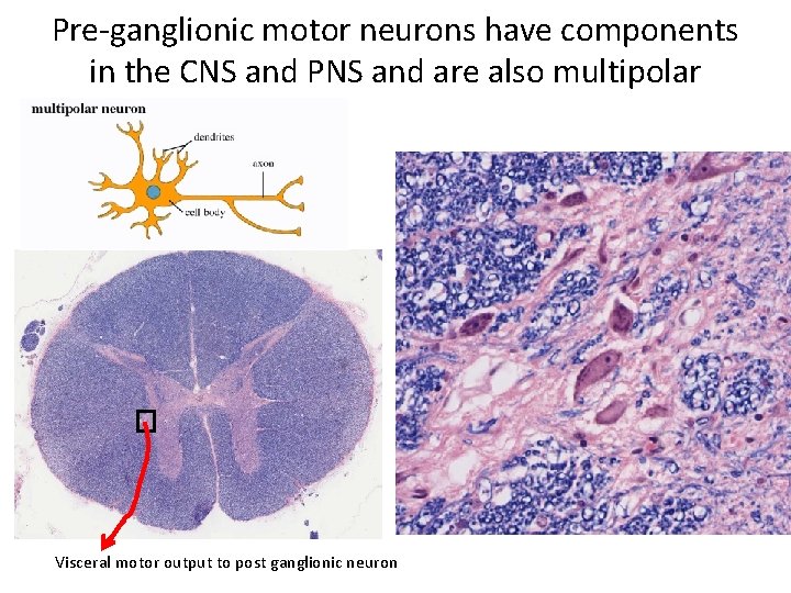 Pre-ganglionic motor neurons have components in the CNS and PNS and are also multipolar