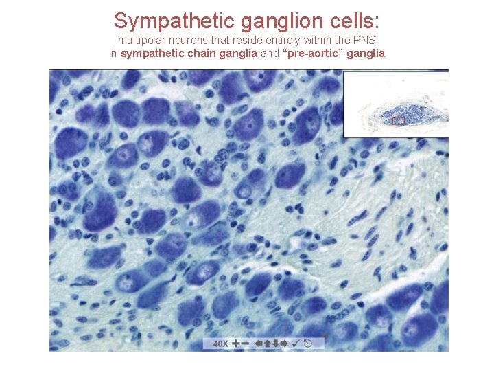 Sympathetic ganglion cells: multipolar neurons that reside entirely within the PNS in sympathetic chain