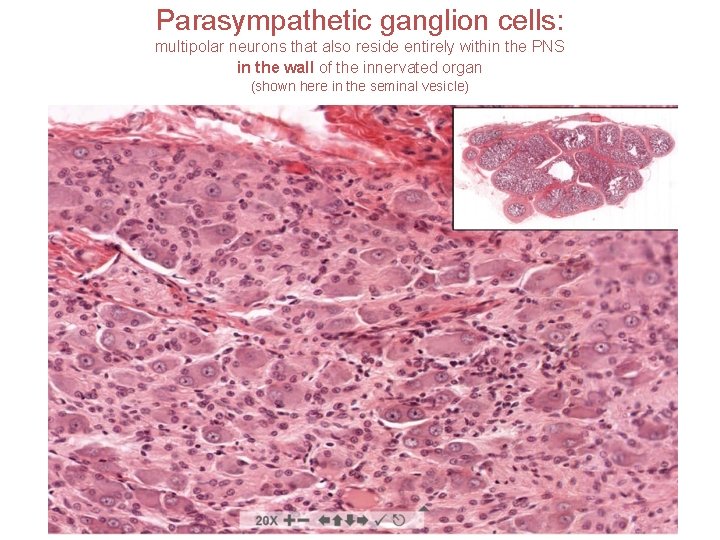 Parasympathetic ganglion cells: multipolar neurons that also reside entirely within the PNS in the