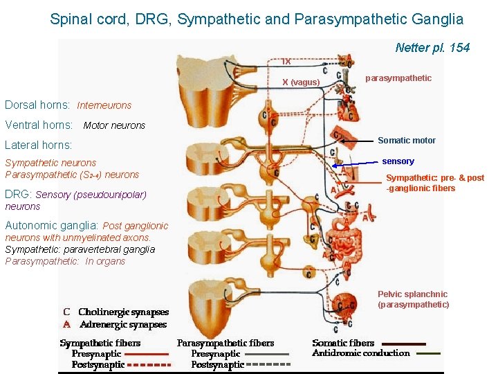 Spinal cord, DRG, Sympathetic and Parasympathetic Ganglia Netter pl. 154 IX X (vagus) parasympathetic