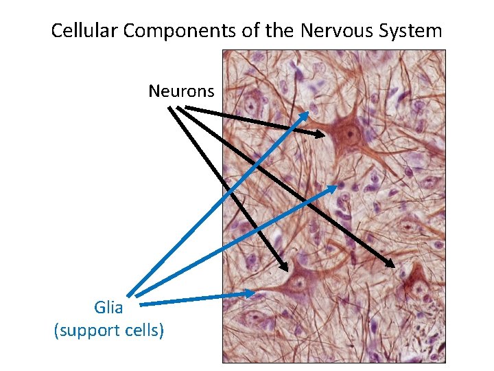 Cellular Components of the Nervous System Neurons Glia (support cells) 