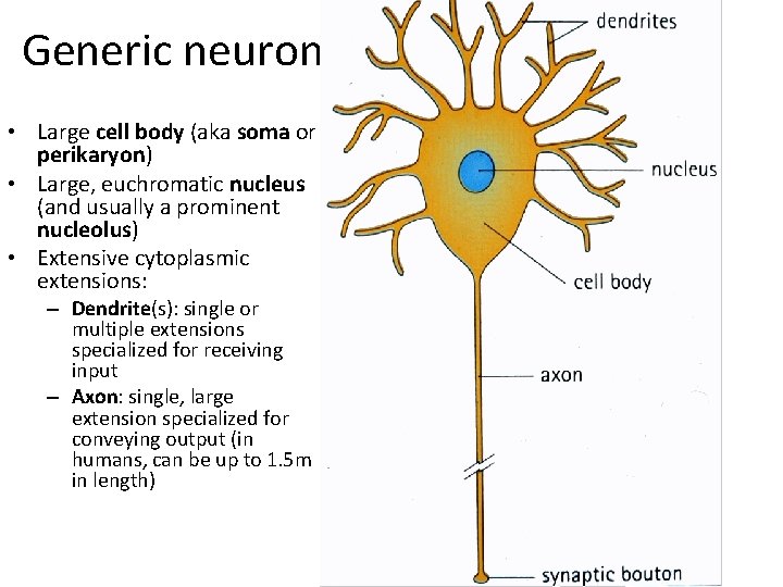 Generic neuron • Large cell body (aka soma or perikaryon) • Large, euchromatic nucleus