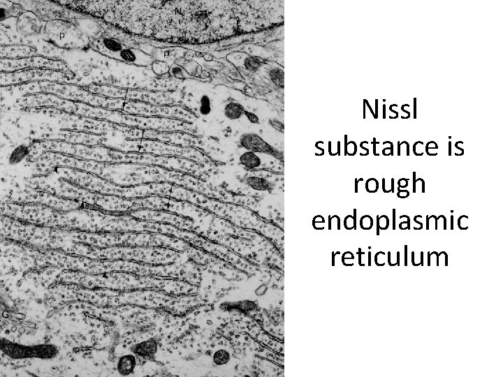 Nissl substance is rough endoplasmic reticulum 