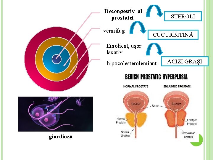 Decongestiv al prostatei vermifug STEROLI CUCURBITINĂ Emolient, uşor laxativ hipocolesterolemiant giardioză ACIZI GRAŞI 