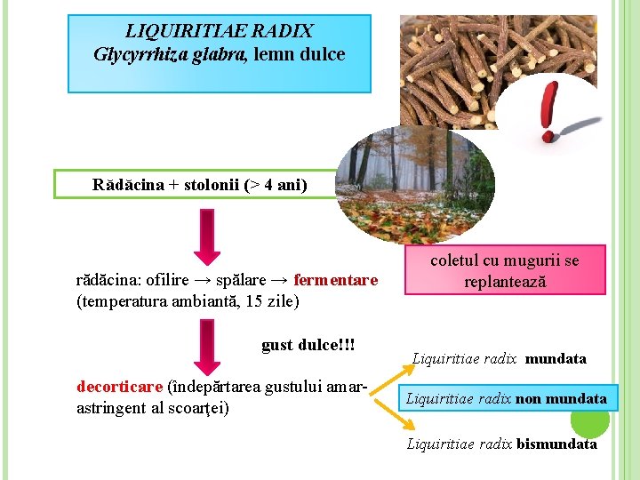 LIQUIRITIAE RADIX Glycyrrhiza glabra, lemn dulce Rădăcina + stolonii (> 4 ani) rădăcina: ofilire