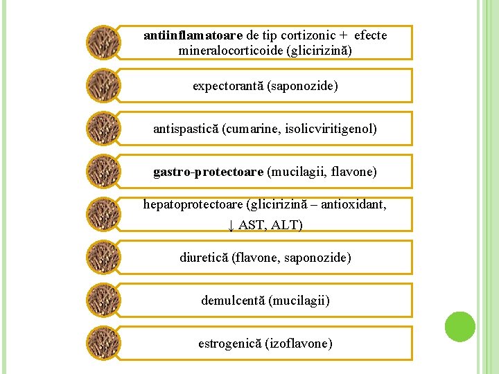 antiinflamatoare de tip cortizonic + efecte mineralocorticoide (glicirizină) expectorantă (saponozide) antispastică (cumarine, isolicviritigenol) gastro-protectoare