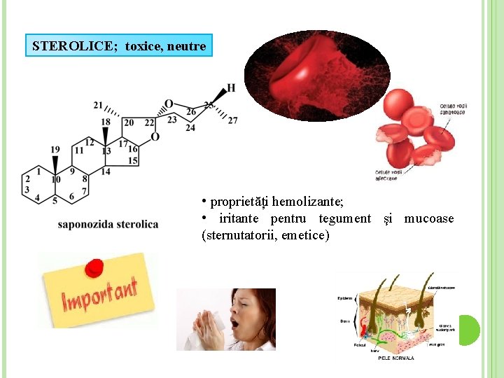 STEROLICE; toxice, neutre • proprietăți hemolizante; • iritante pentru tegument şi mucoase (sternutatorii, emetice)