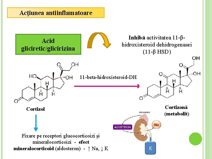 Acțiunea antiinflamatoare Inhibă activitatea 11 -βhidroxisteroid dehidrogenasei (11 -β HSD) Acid gliciretic/glicirizina 11 -beta-hidroxisteroid-DH