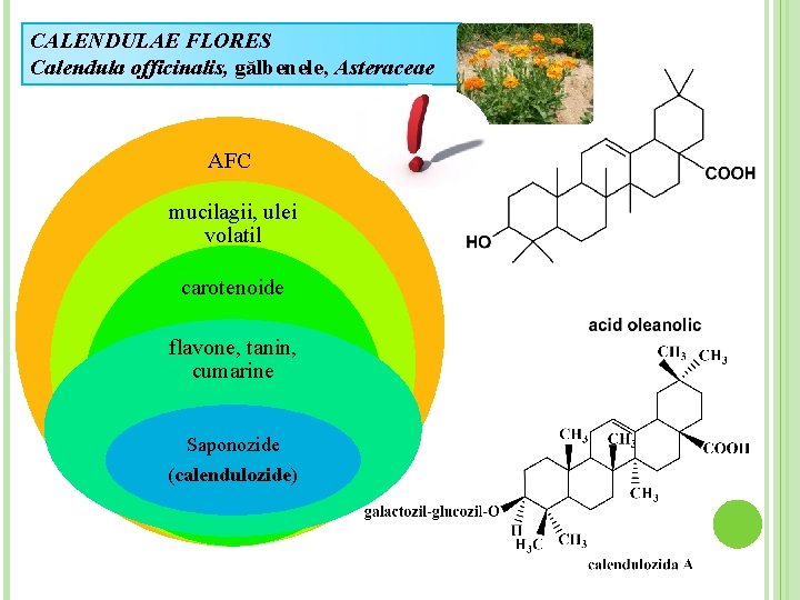 CALENDULAE FLORES Calendula officinalis, gălbenele, Asteraceae AFC mucilagii, ulei volatil carotenoide flavone, tanin, cumarine