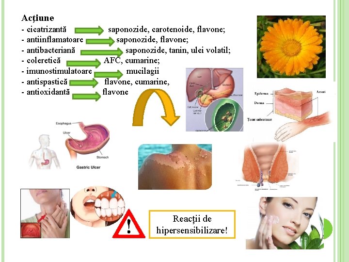 Acţiune - cicatrizantă - antiinflamatoare - antibacteriană - coleretică - imunostimulatoare - antispastică -