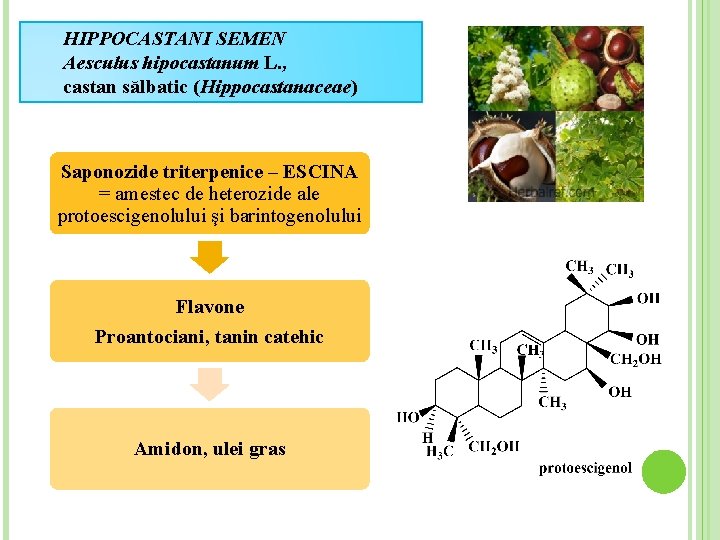 HIPPOCASTANI SEMEN Aesculus hipocastanum L. , castan sălbatic (Hippocastanaceae) Saponozide triterpenice – ESCINA =