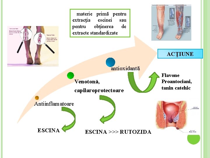 materie primă pentru extracția escinei sau pentru obținerea de extracte standardizate ACȚIUNE antioxidantă Venotonă,