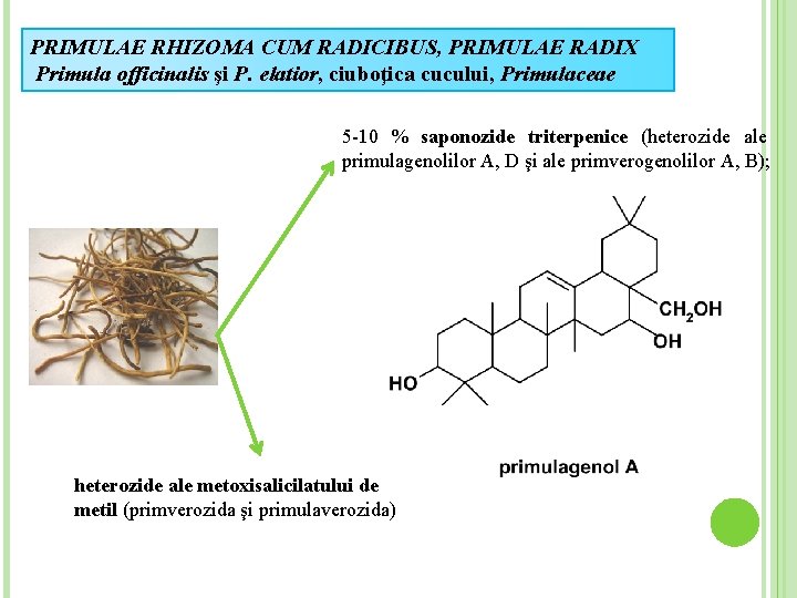 PRIMULAE RHIZOMA CUM RADICIBUS, PRIMULAE RADIX Primula officinalis şi P. elatior, ciuboţica cucului, Primulaceae