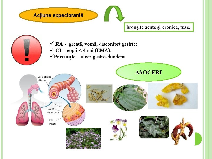Acțiune expectorantă bronşite acute şi cronice, tuse. ü RA - greață, vomă, disconfort gastric;